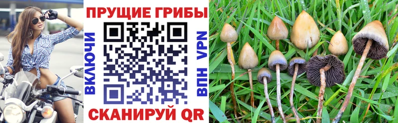 Псилоцибиновые грибы Psilocybine cubensis  Артёмовск 